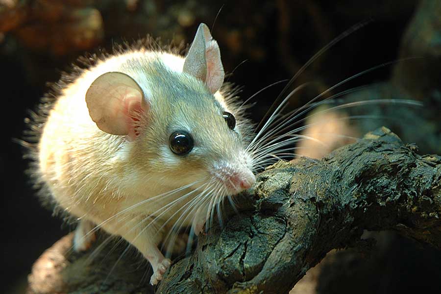 الفأر الشوكي العربي Acomys dimidiatus