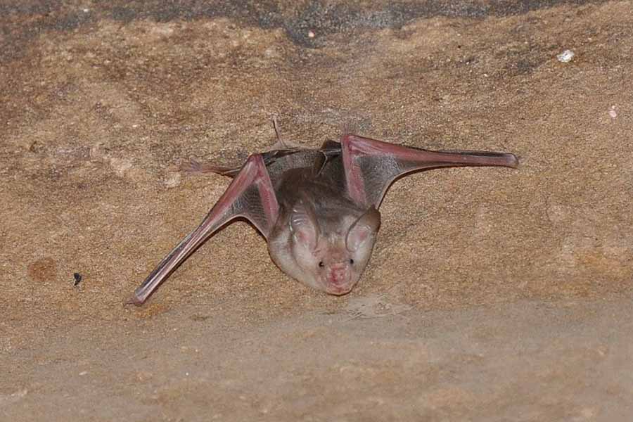 الخفاش المصري ذو الأنف الورقي ثلاثي النتوءات Asellia tridens