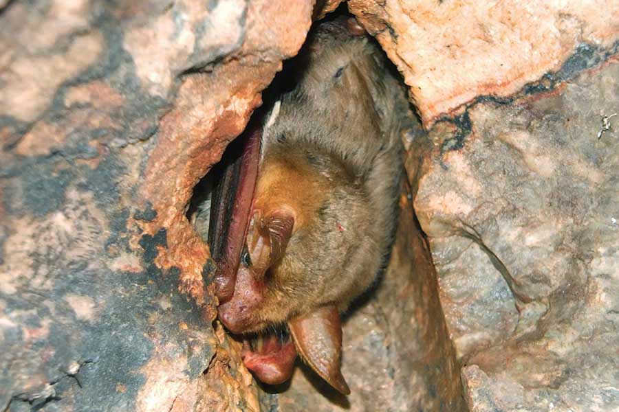 خفاش فلتن Myotis punicus