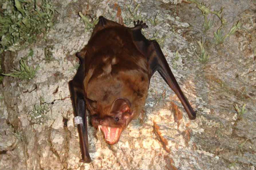 خفاش نوكتول الكبير  Nyctalus lasiopterus