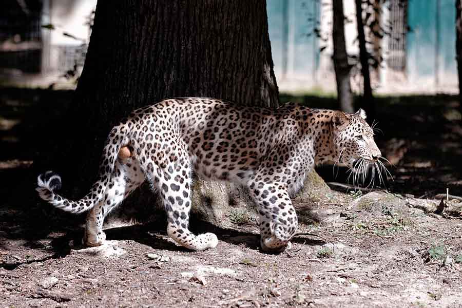© Panthera pardus tulliana | Benoit.boudeville