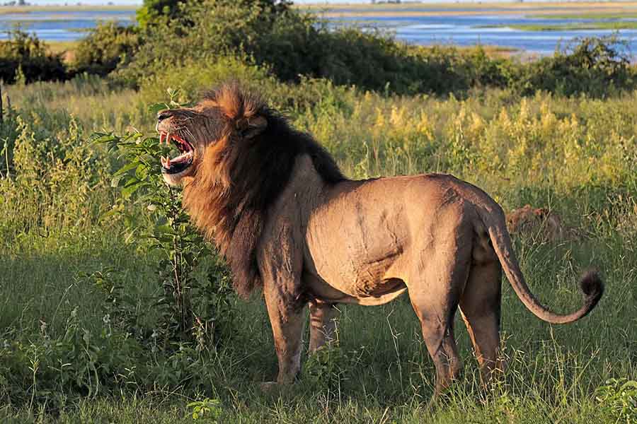 © Charles J Sharp | (أسد رأس الرجاء الصالح ,Panthera leo melanochaita (Cape lion
