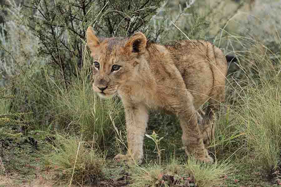 © Derek Keats | (أسد رأس الرجاء الصالح ,Panthera leo melanochaita (Cape lion