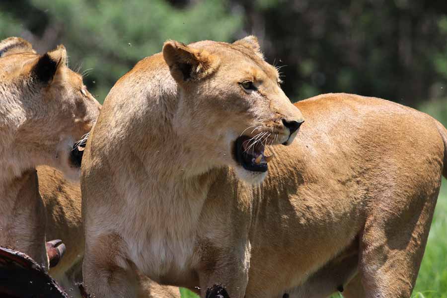 © Derek Keats | (أسد رأس الرجاء الصالح ,Panthera leo melanochaita (Cape lion