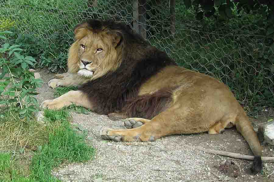 © Irbis75 | (الأسد البربري ,Panthera leo leo (Barbery lion