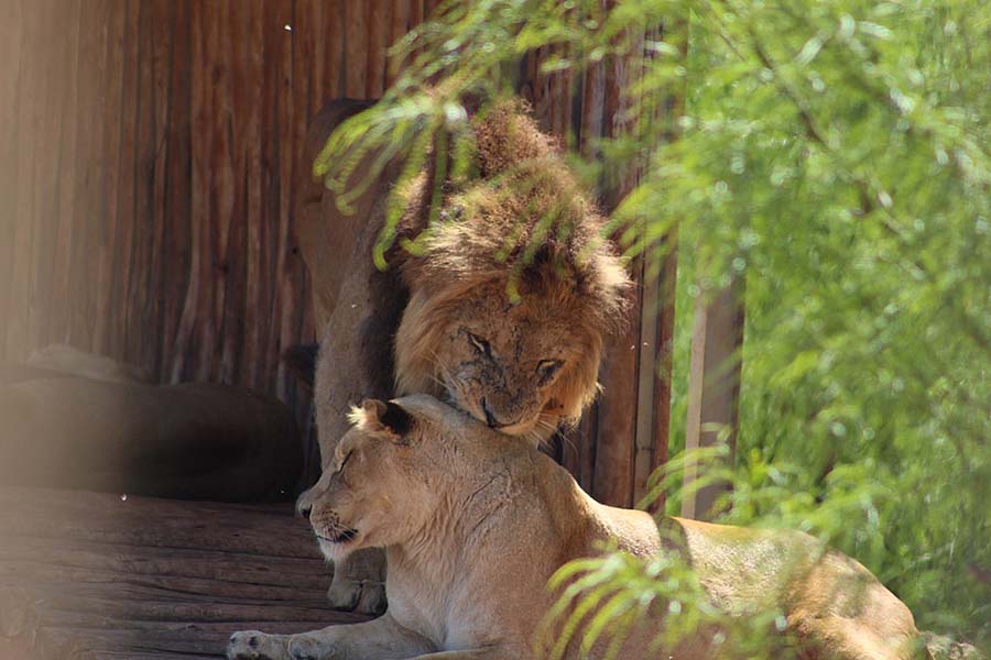 © Marwan Andrew | (الأسد البربري ,Panthera leo leo (Barbery lion