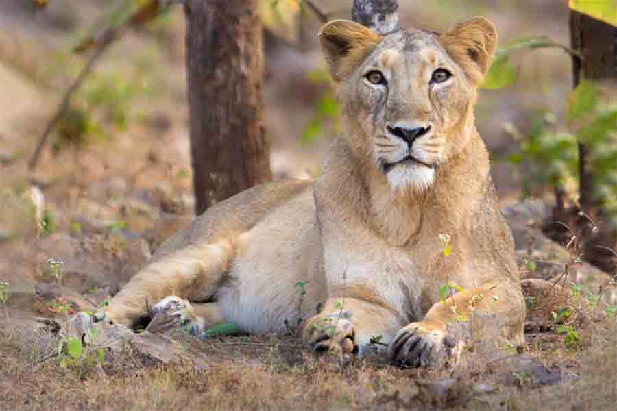 © Sumeet Moghe | (الأسد الآسوي ,Panthera leo leo (Asiatic lion