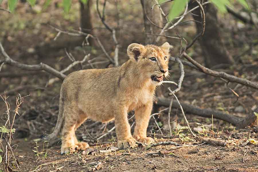 © Vickey Chauhan | (الأسد الآسوي ,Panthera leo leo (Asiatic lion