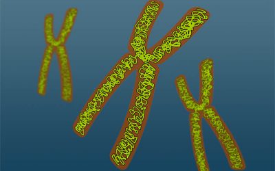 تعريف الكروموسوم أو الصبغي – Definition of chromosome