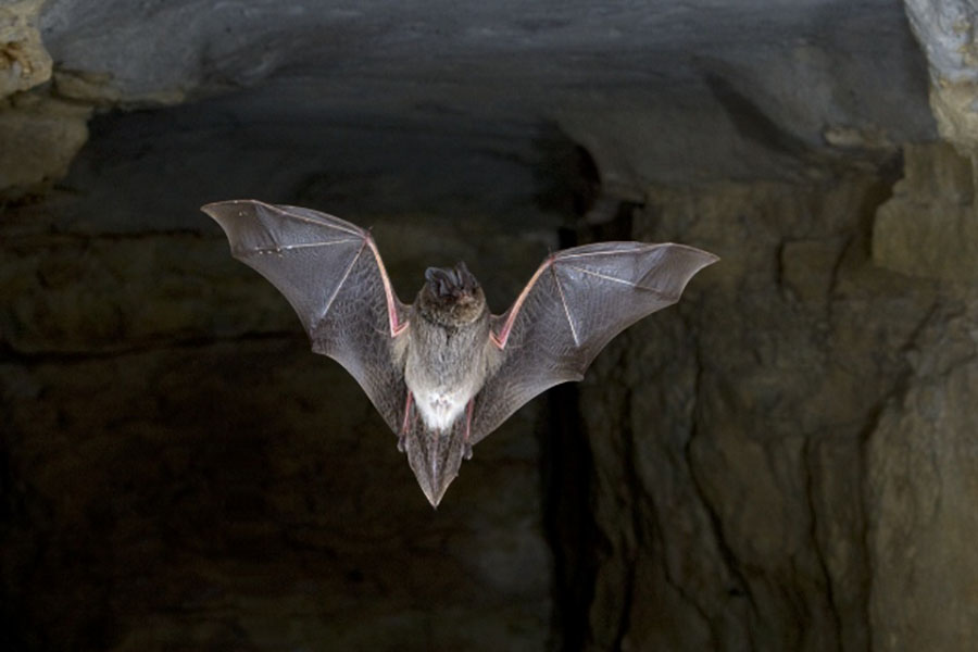 خفاش برباستيل Barbastella barbastellus