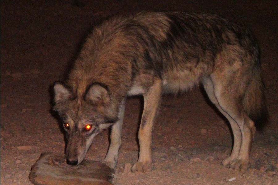 الذئب العربي Canis lupus arabs