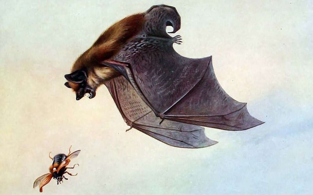 خفاش السيروتين Eptesicus serotinus