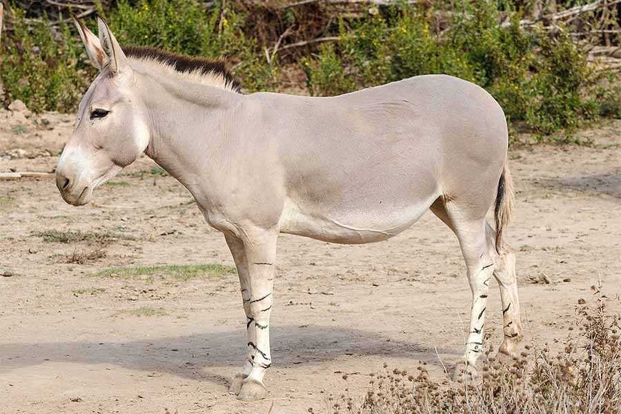 الحمار البرّي الإفريقي Equus africanus