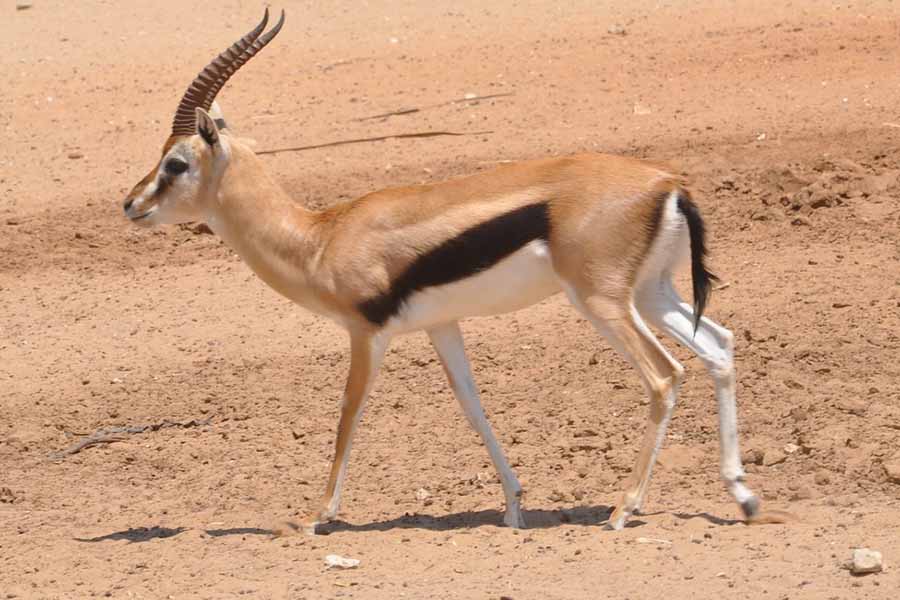 غزال الجبل أو الغزال الحقيقي Gazella gazella