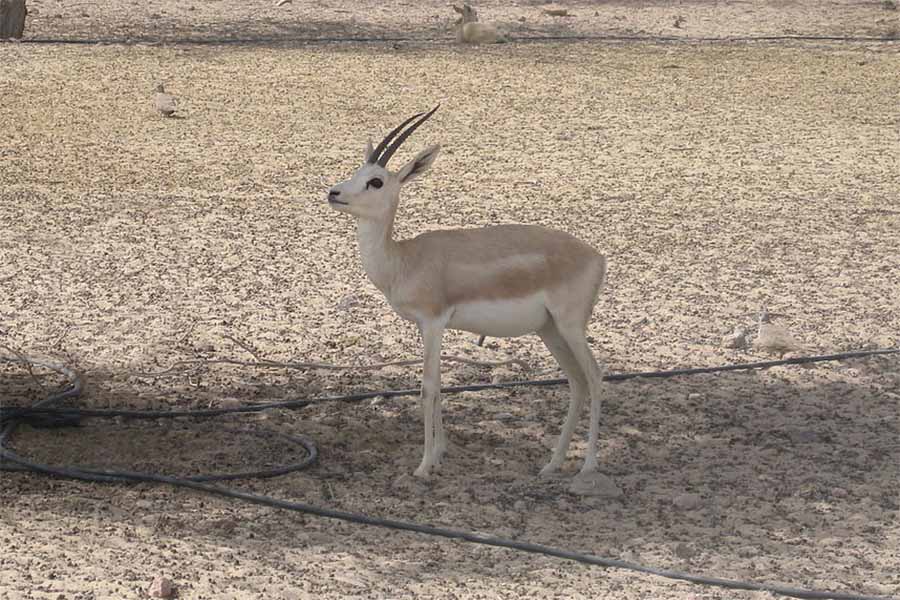 غزال الرمال العربي Gazella marica