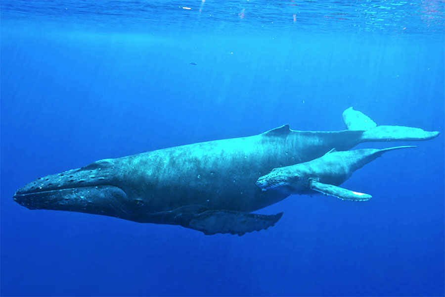 الحوت الأحدب أو جمَلُ البحر Megaptera novaeangliae