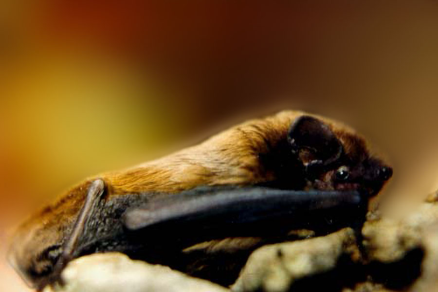 خفاش نوكتول الصغير  Nyctalus leisleri