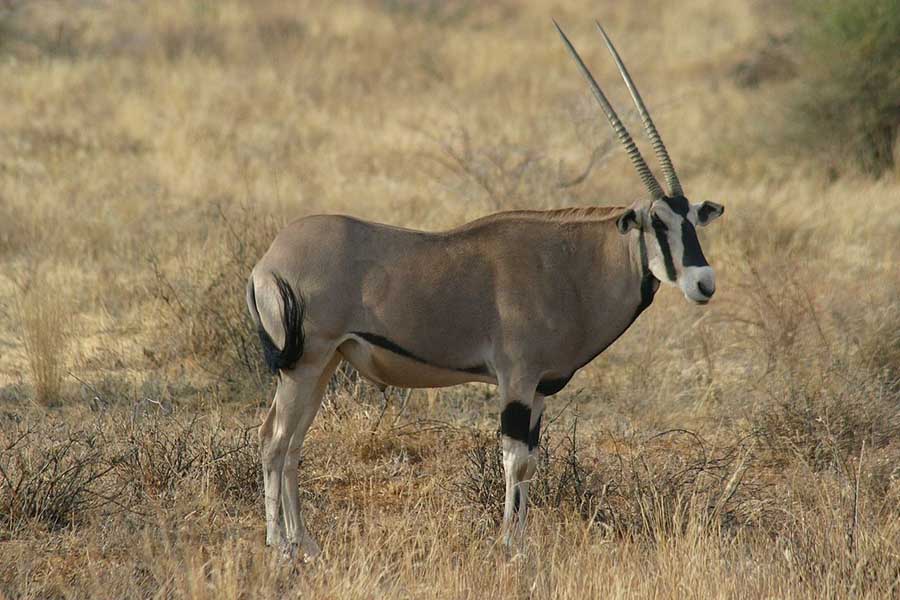 المها شرق إفريقية Oryx beisa