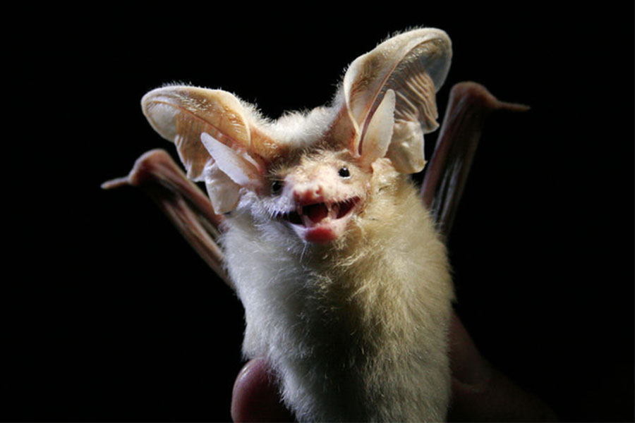 خفاش الصحراء طويل الأذنين  Otonycteris hemprichii