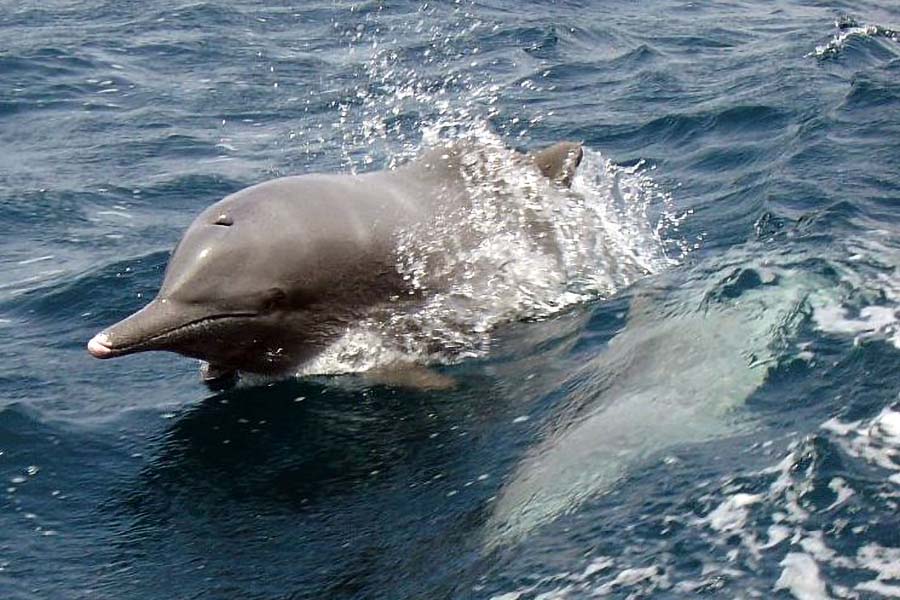 دلفين المحيط الهندي الأحدب Sousa plumbea