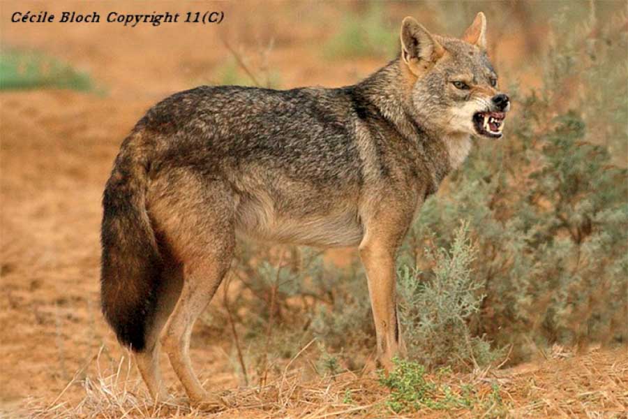 ذئب شمال إفريقيا الذهبي Canis lupaster lupaster