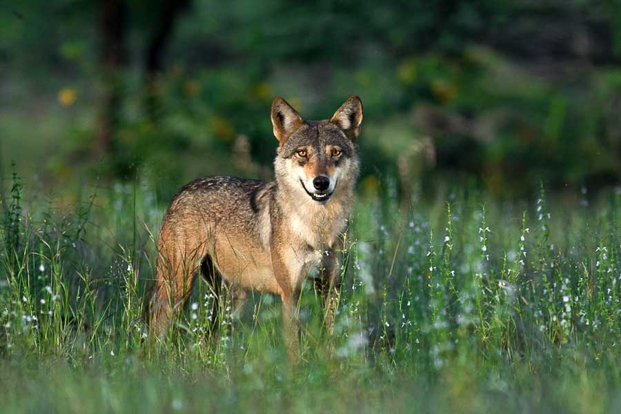 الذئب الهندي أو الذئب الإيراني Canis lupus pallipes