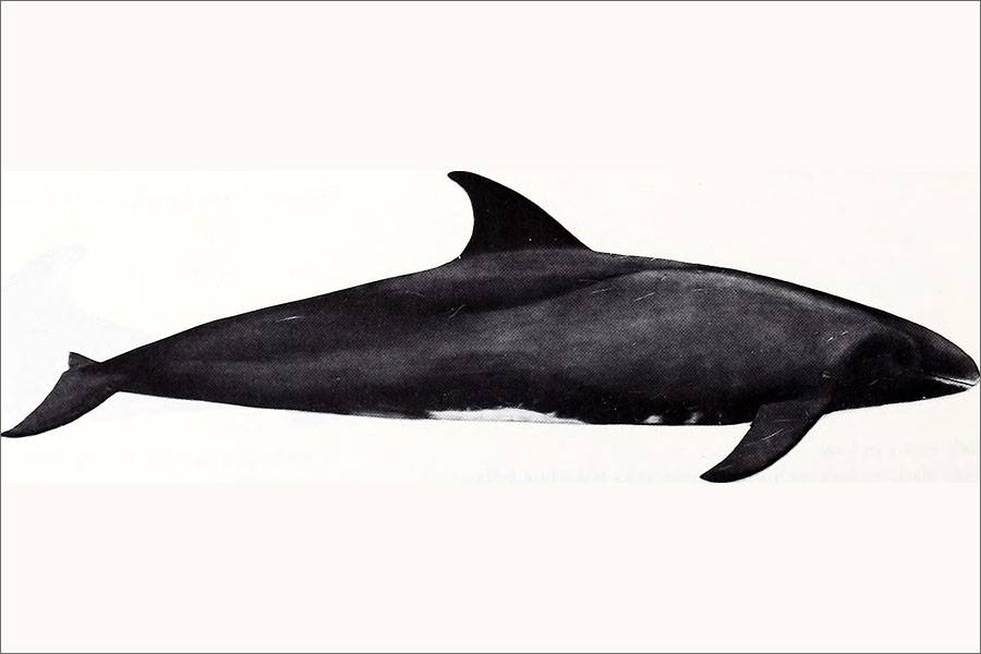 الحوت القاتل القزم