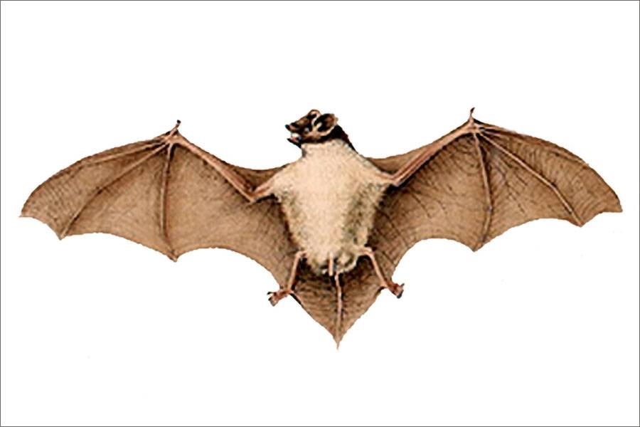 خفاش الرمال Pipistrellus rueppellii