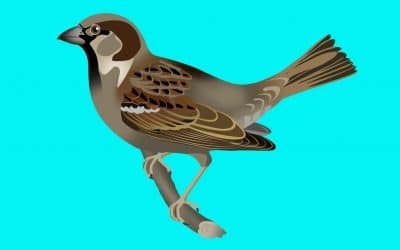 تشريح الطائر – Bird anatomy